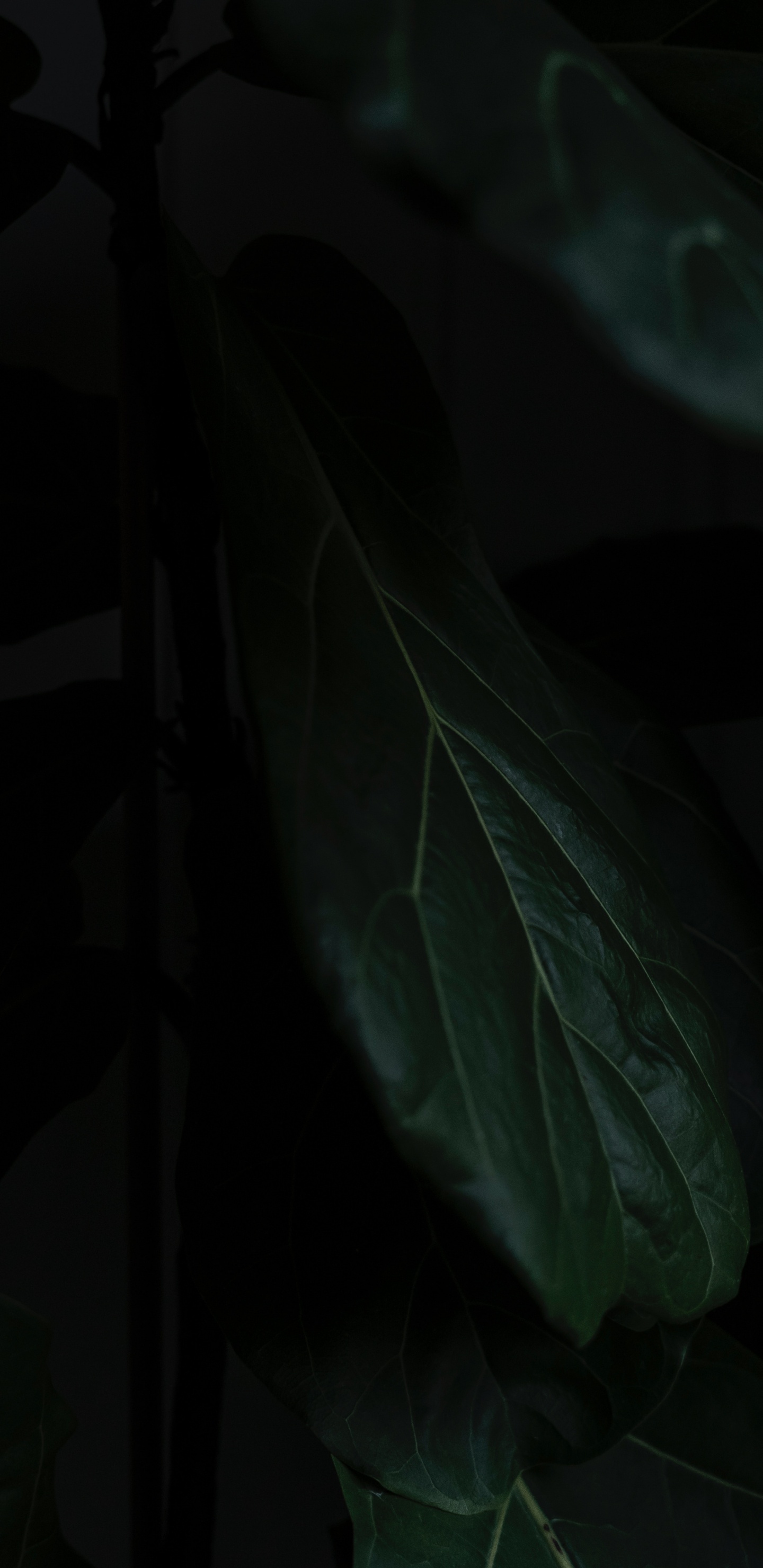 Обои лист, черный, зеленый, темнота, растение в разрешении 1440x2960