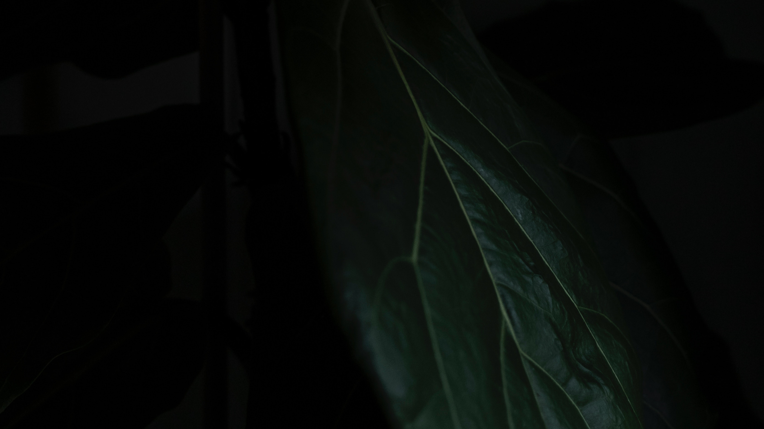Обои лист, черный, зеленый, темнота, растение в разрешении 2560x1440