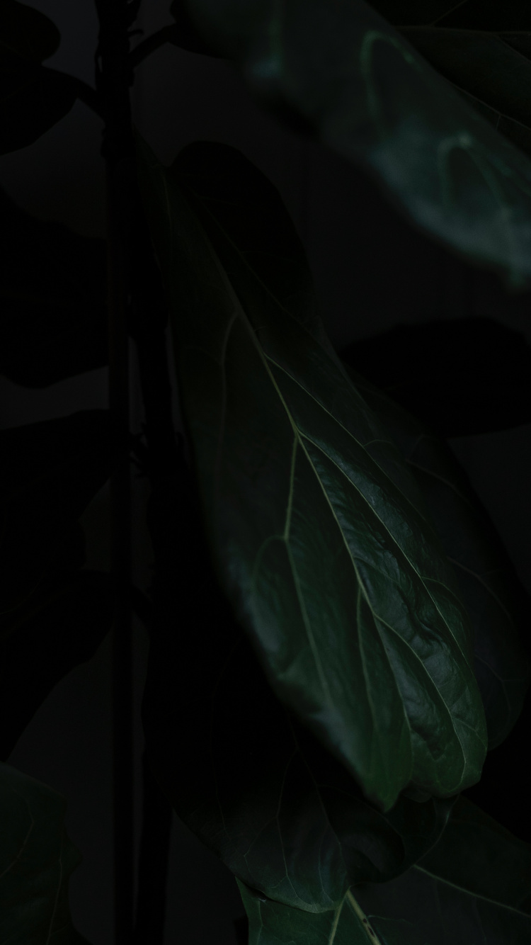 Обои лист, черный, зеленый, темнота, растение в разрешении 750x1334