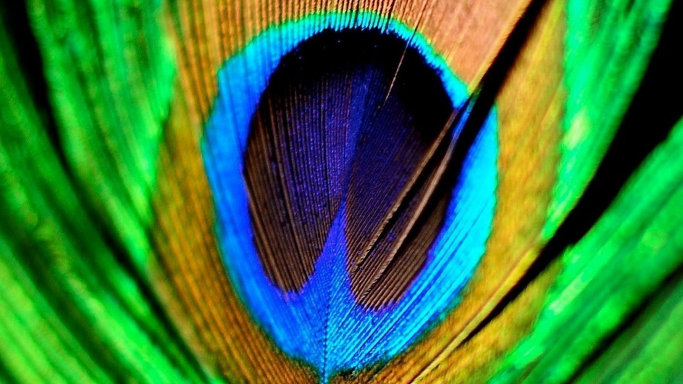 Обои павлин, зеленый, глаз, натуральный материал, модный аксессуар в разрешении 1366x768