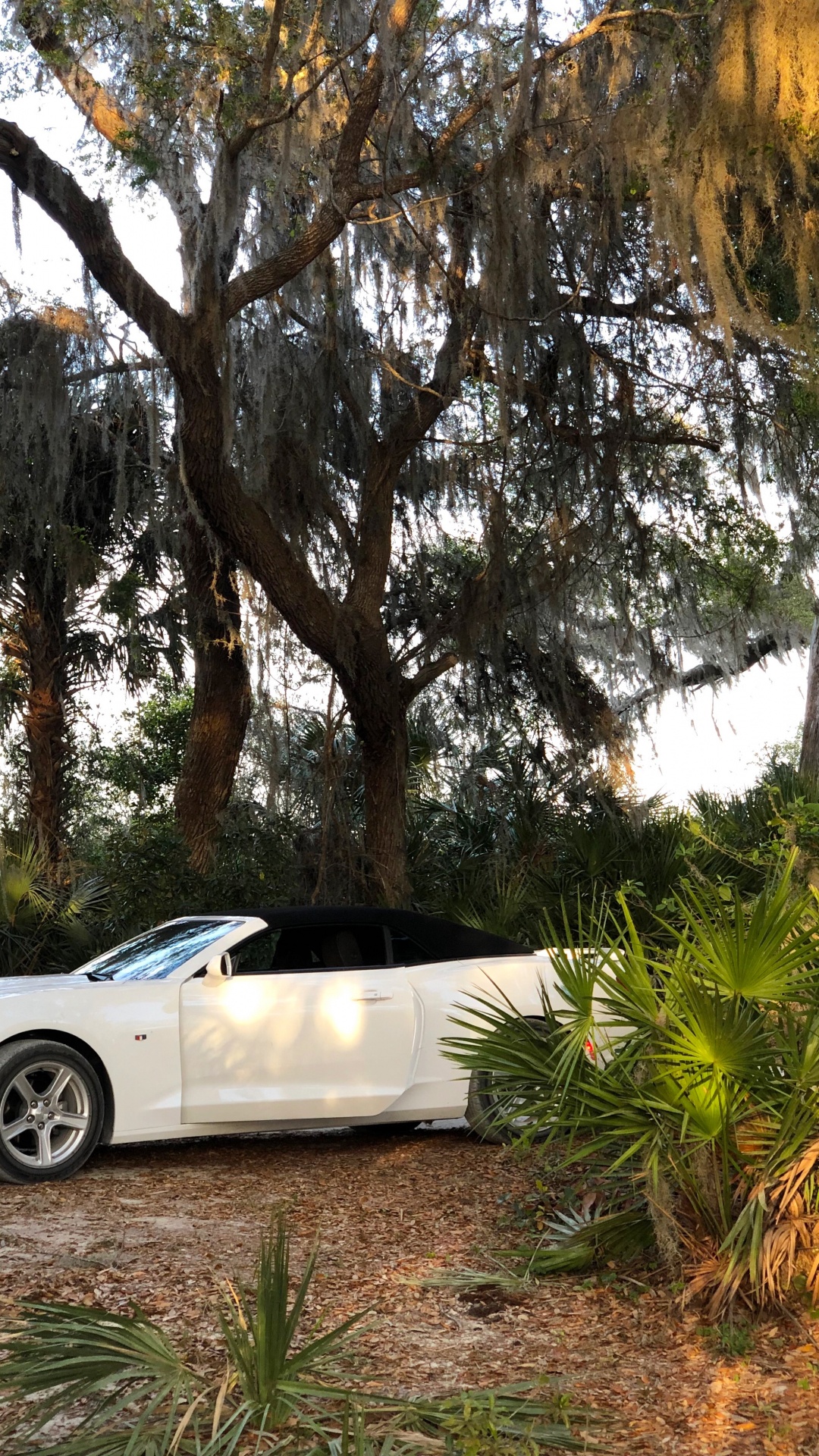 Обои Chevrolet camaro в лесу в разрешении 1080x1920