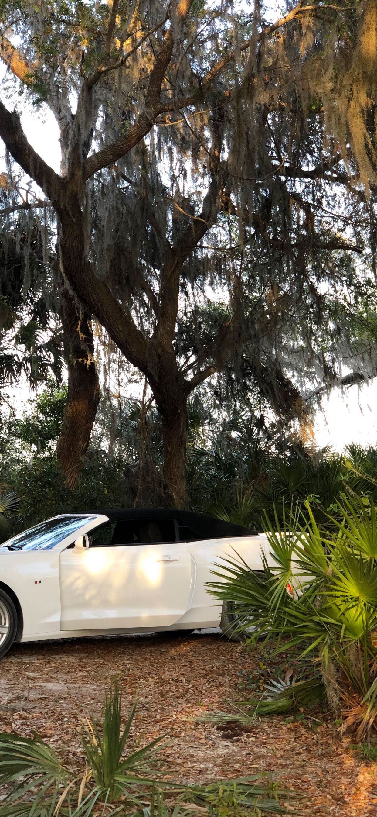 Обои Chevrolet camaro в лесу в разрешении 1242x2688