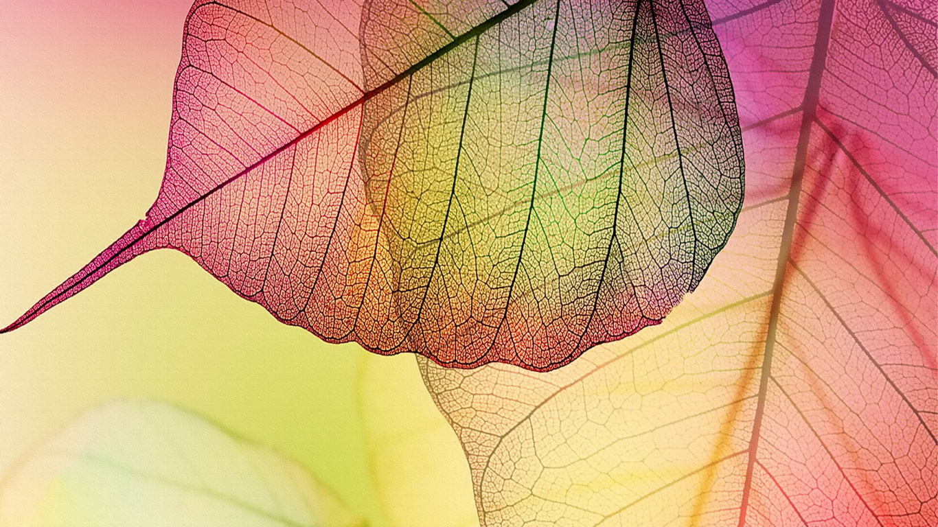 Обои лист, розовый, желтый, растение, цветок в разрешении 1366x768