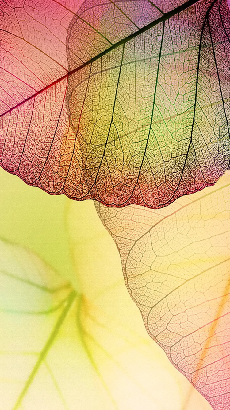 Обои лист, розовый, желтый, растение, цветок в разрешении 750x1334