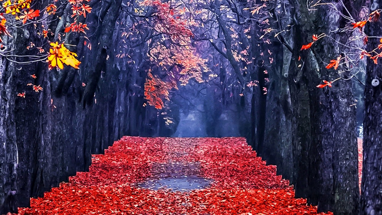 Обои дерево, лист, красный цвет, природа, осень в разрешении 1280x720