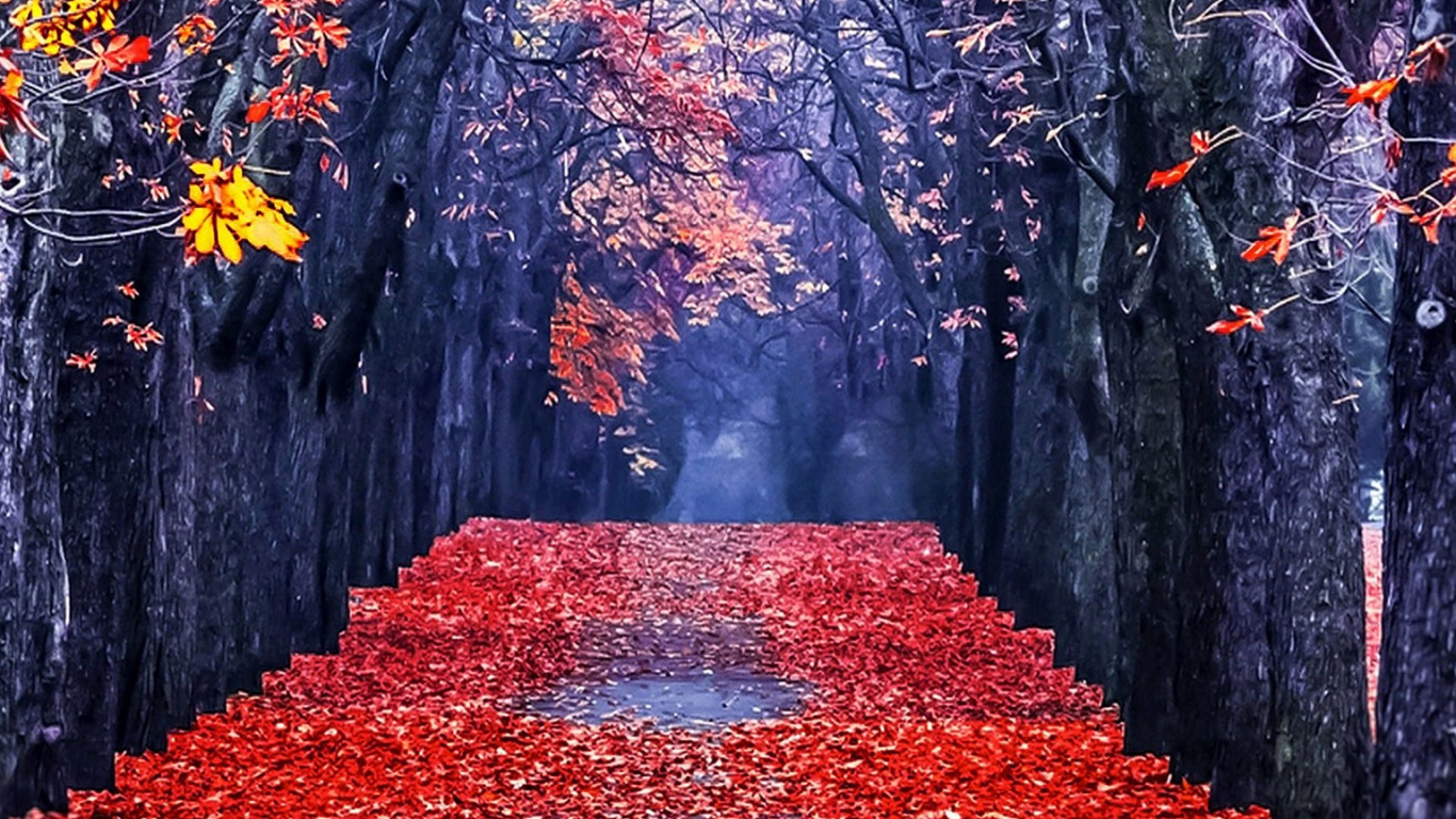 Обои дерево, лист, красный цвет, природа, осень в разрешении 1366x768