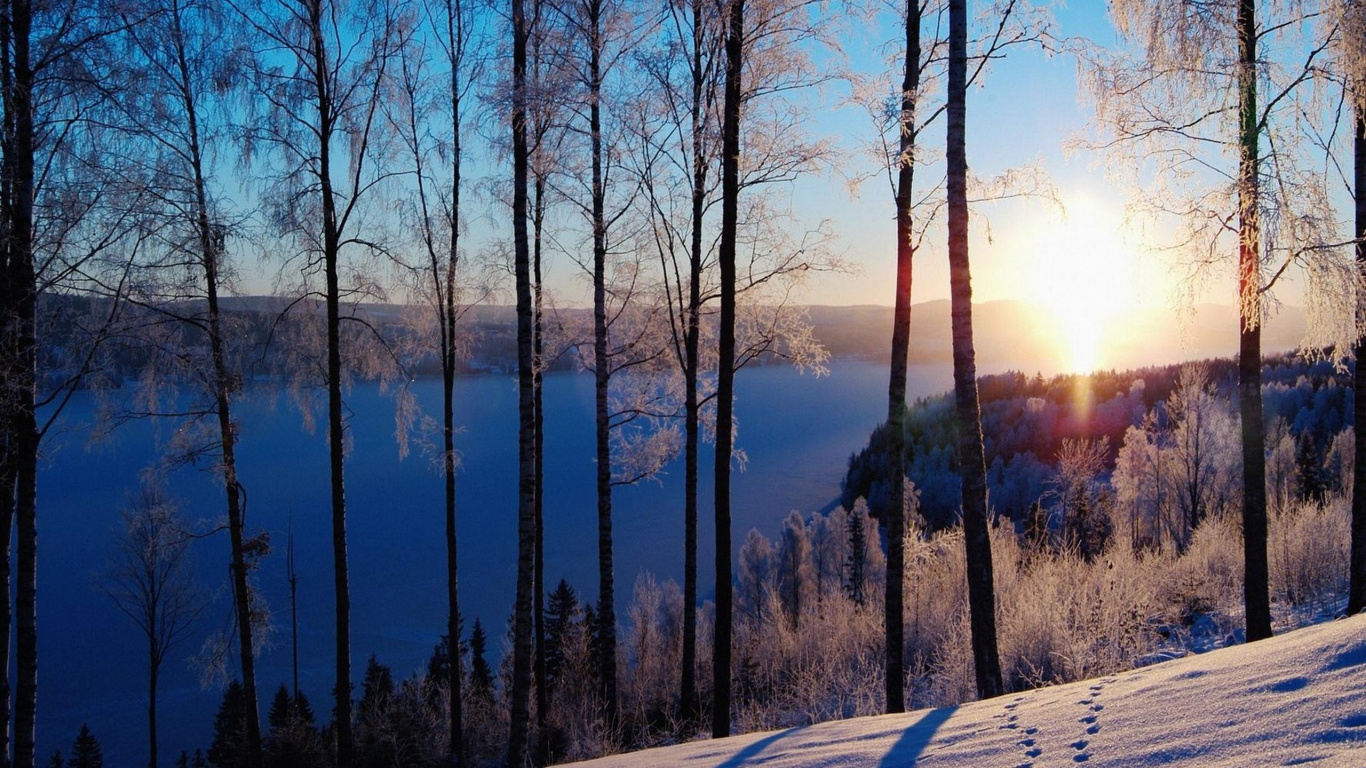 Обои снег, зима, природа, дерево, лес в разрешении 1366x768