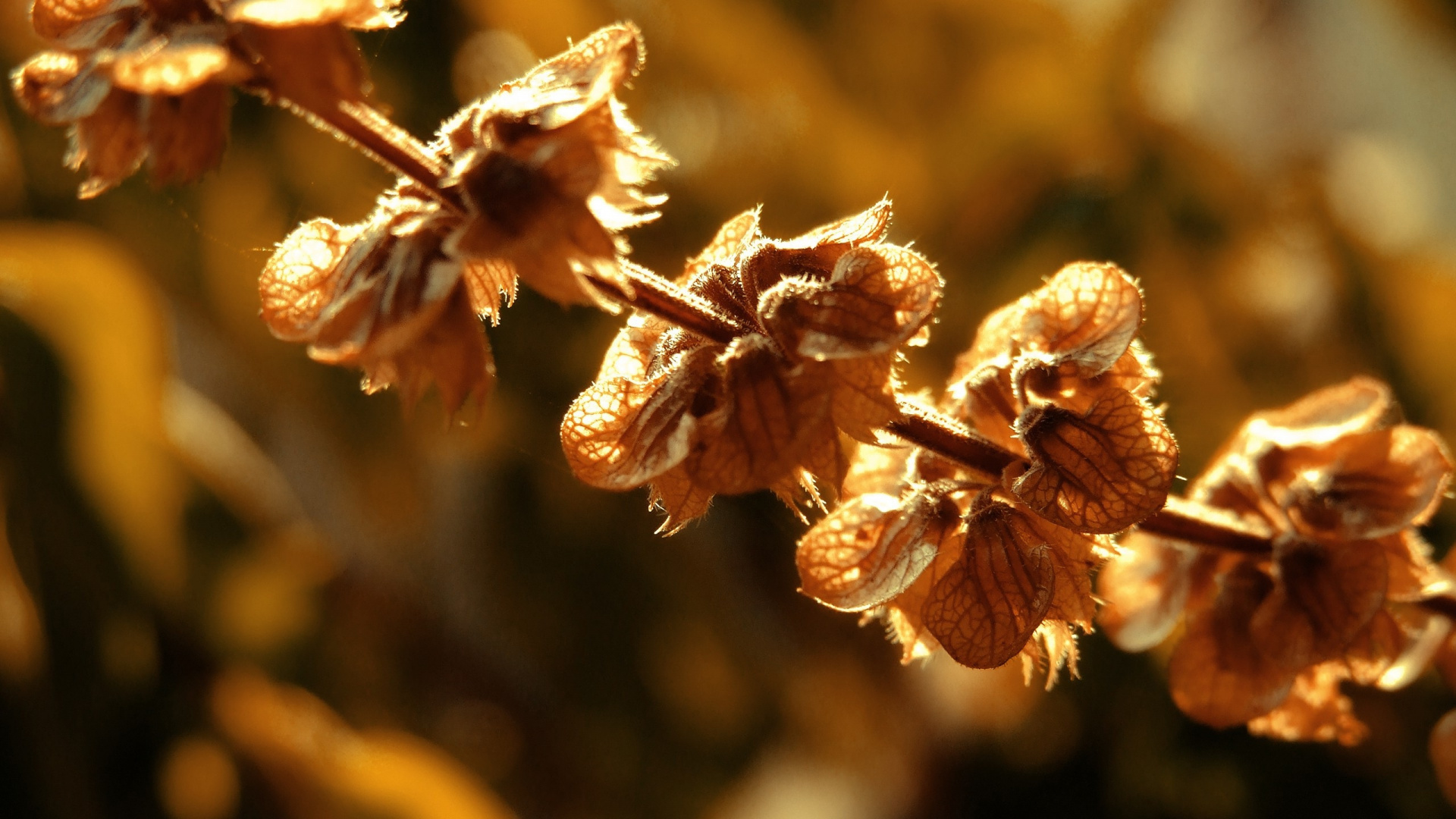 Обои расцвет, ветвь, весна, солнечный свет, цветение в разрешении 1920x1080