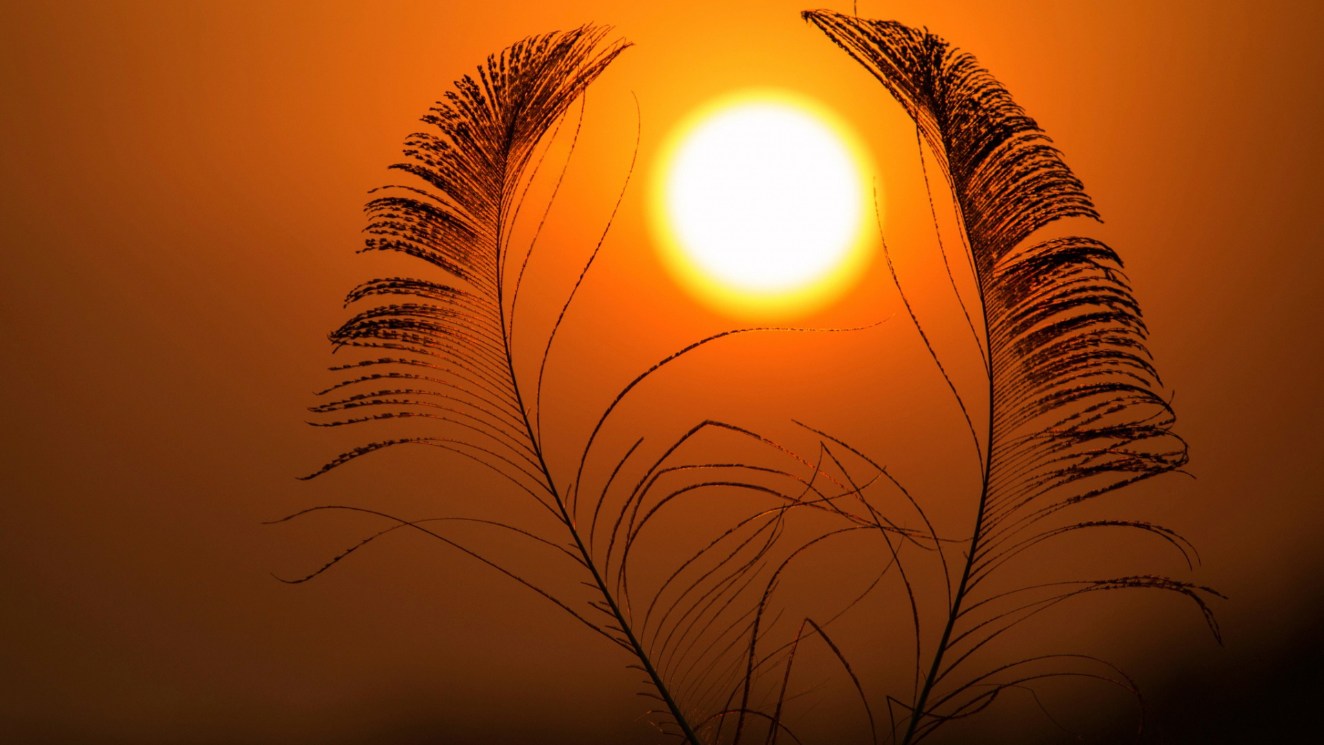 Обои закат, солнце, восход солнца, утро, вечер в разрешении 1920x1080