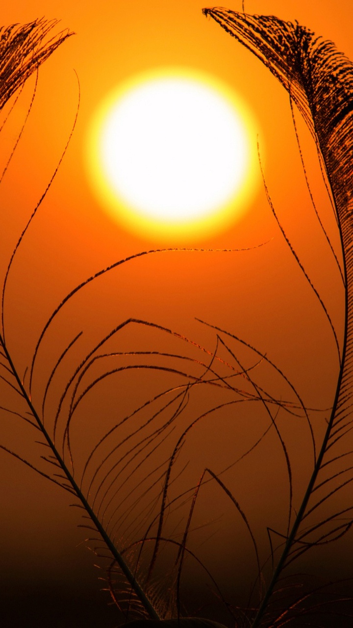 Обои закат, солнце, восход солнца, утро, вечер в разрешении 720x1280