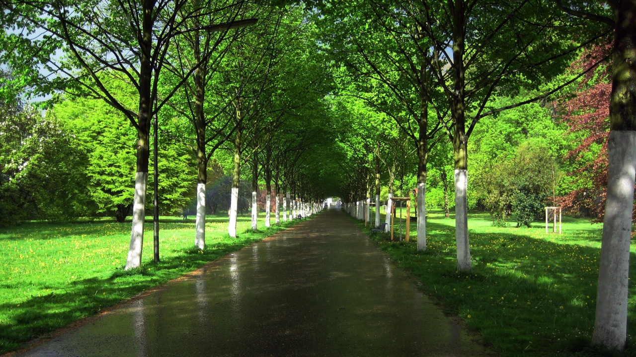 Обои проспект, дерево, сад, природа, зеленый в разрешении 1280x720