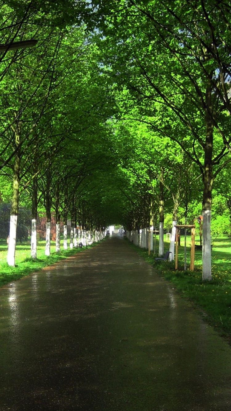 Обои проспект, дерево, сад, природа, зеленый в разрешении 750x1334