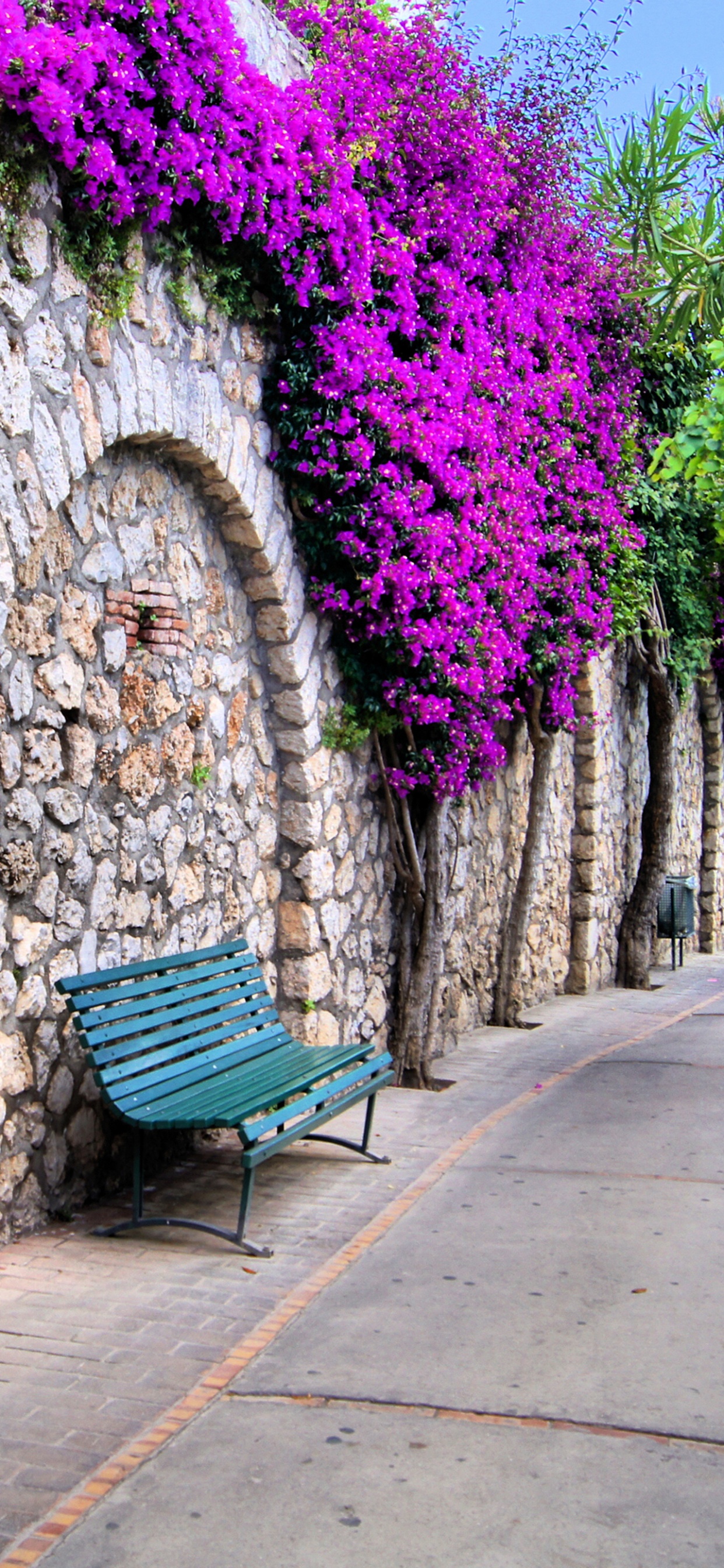 Обои пурпур, розовый, стена, цветок, дерево в разрешении 1242x2688