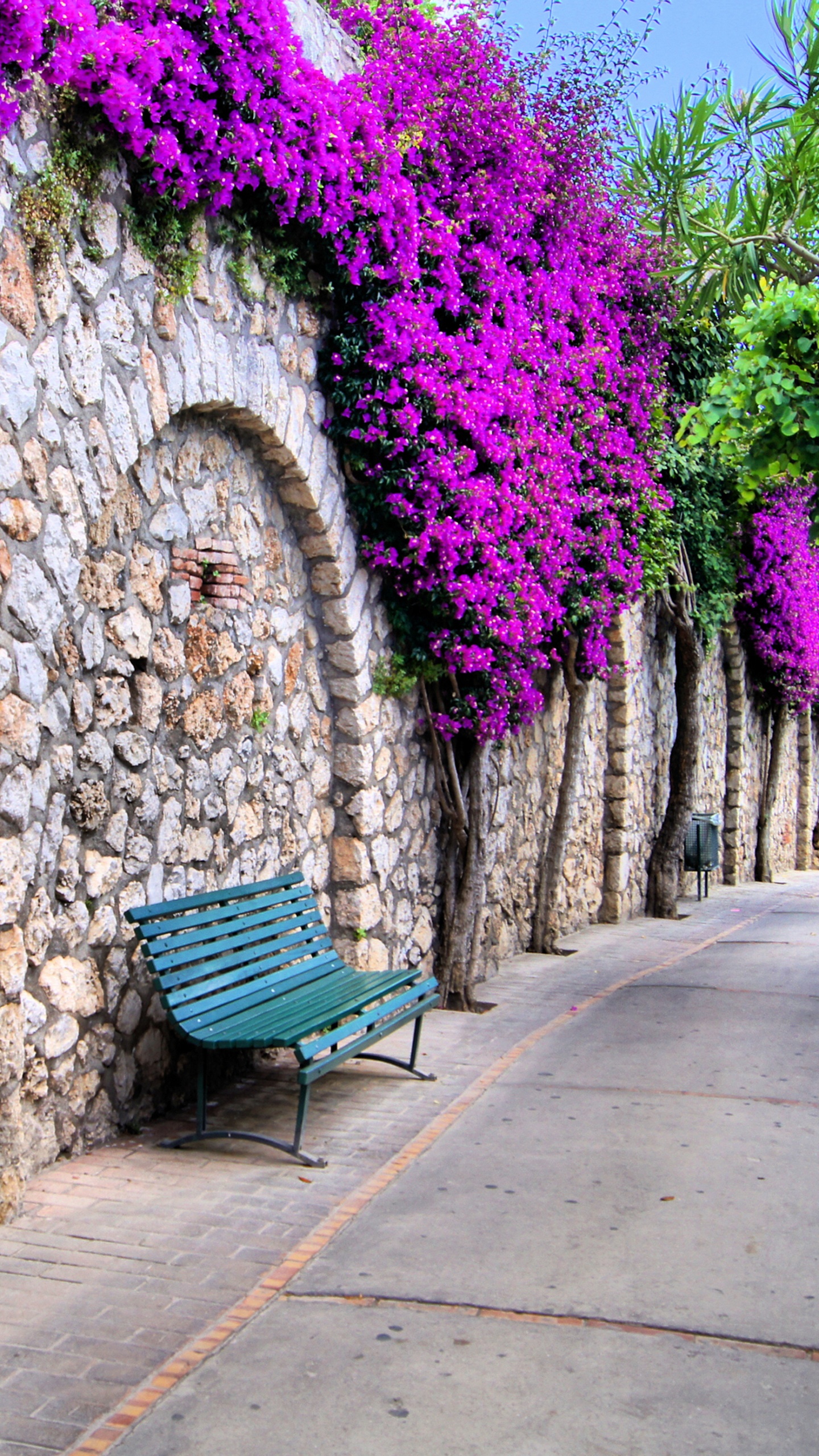 Обои пурпур, розовый, стена, цветок, дерево в разрешении 1440x2560