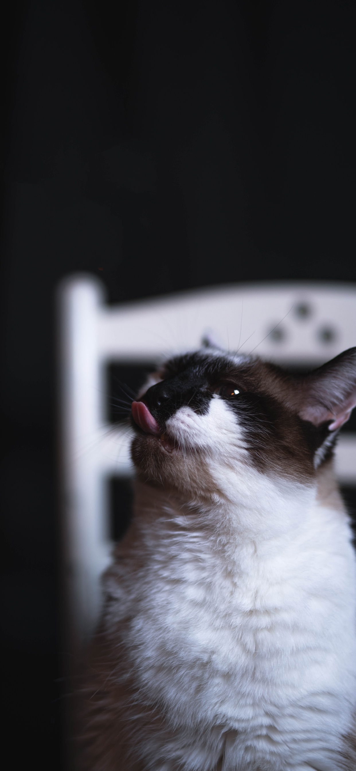 Обои кот, снегоступы, снимок, бакенбарды, окно в разрешении 1242x2688