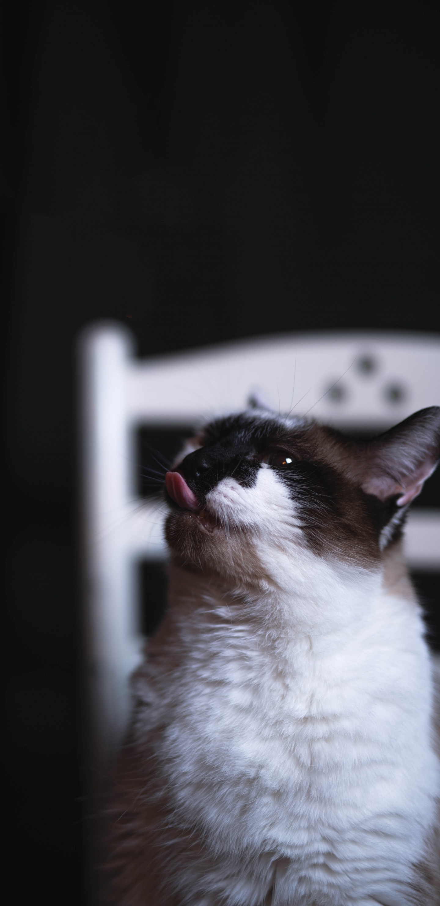 Обои кот, снегоступы, снимок, бакенбарды, окно в разрешении 1440x2960