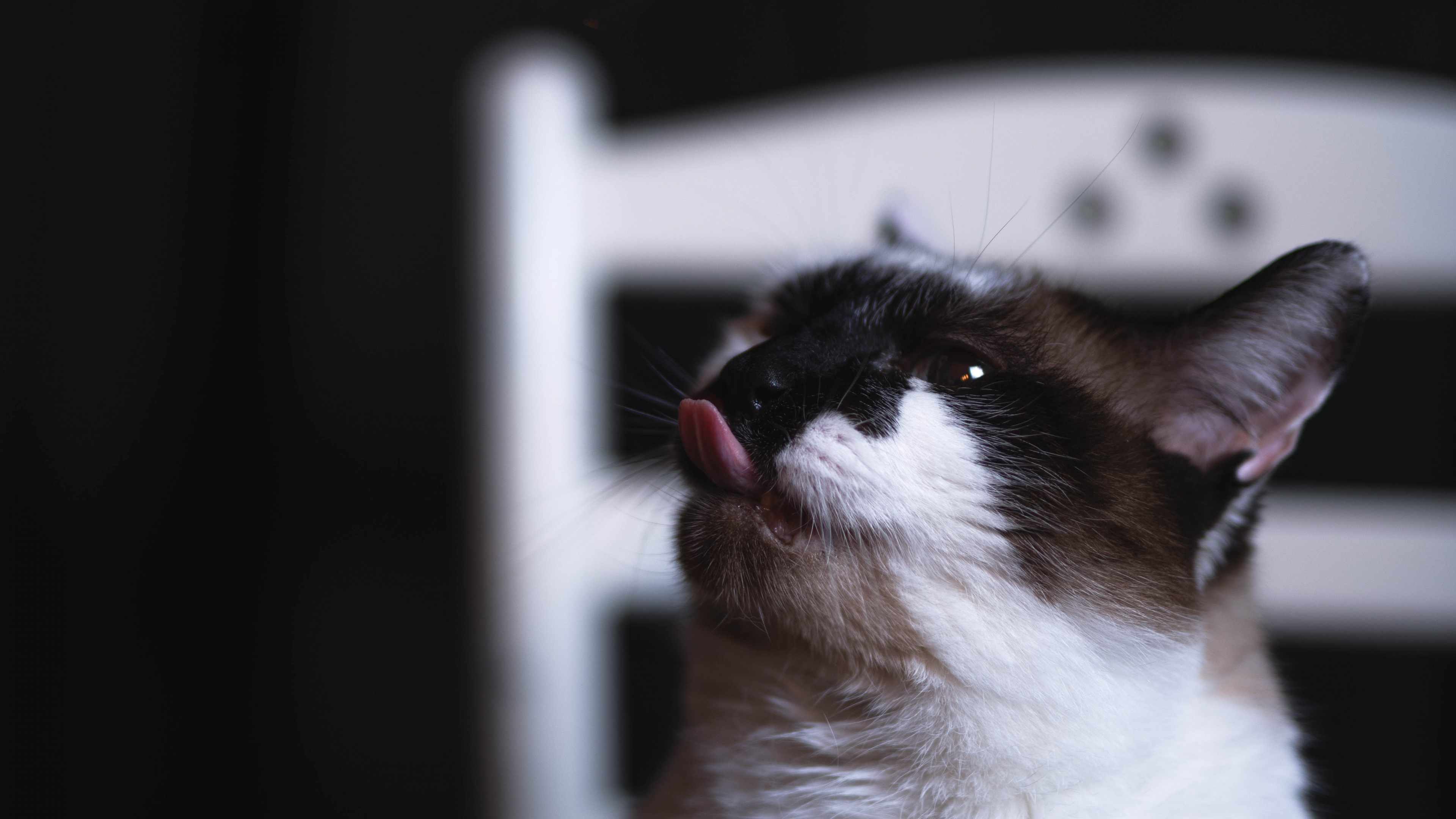 Обои кот, снегоступы, снимок, бакенбарды, окно в разрешении 3840x2160