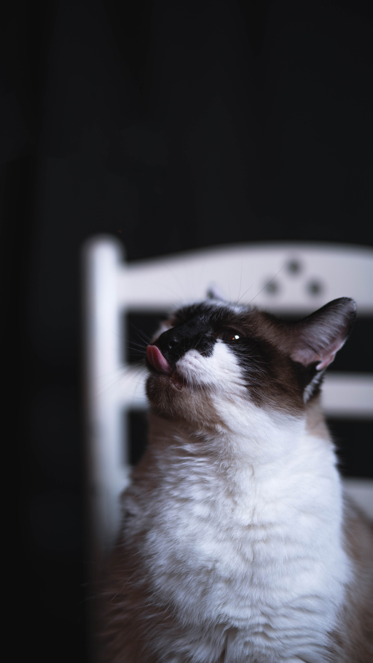 Обои кот, снегоступы, снимок, бакенбарды, окно в разрешении 750x1334