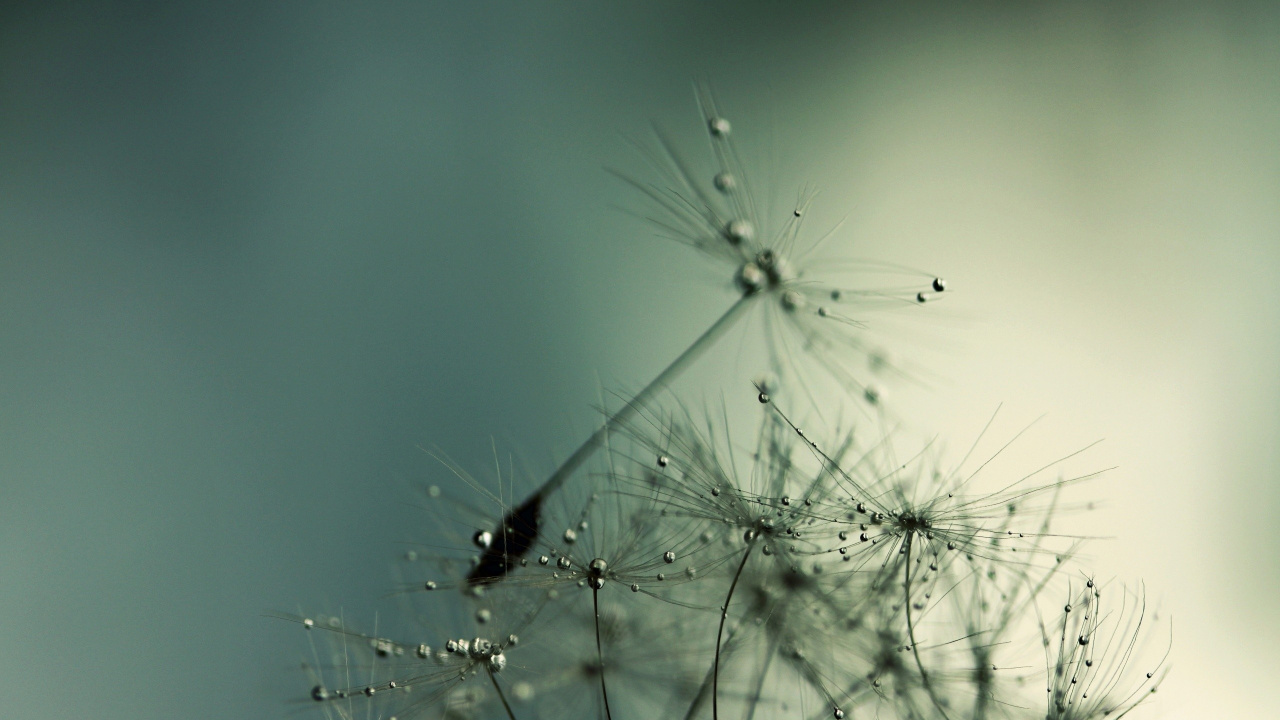 Обои вода, растение, утро, влага, макросъемка в разрешении 1280x720