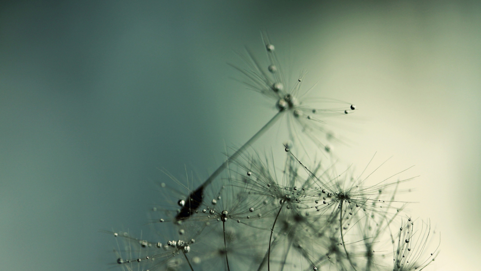 Обои вода, растение, утро, влага, макросъемка в разрешении 1920x1080