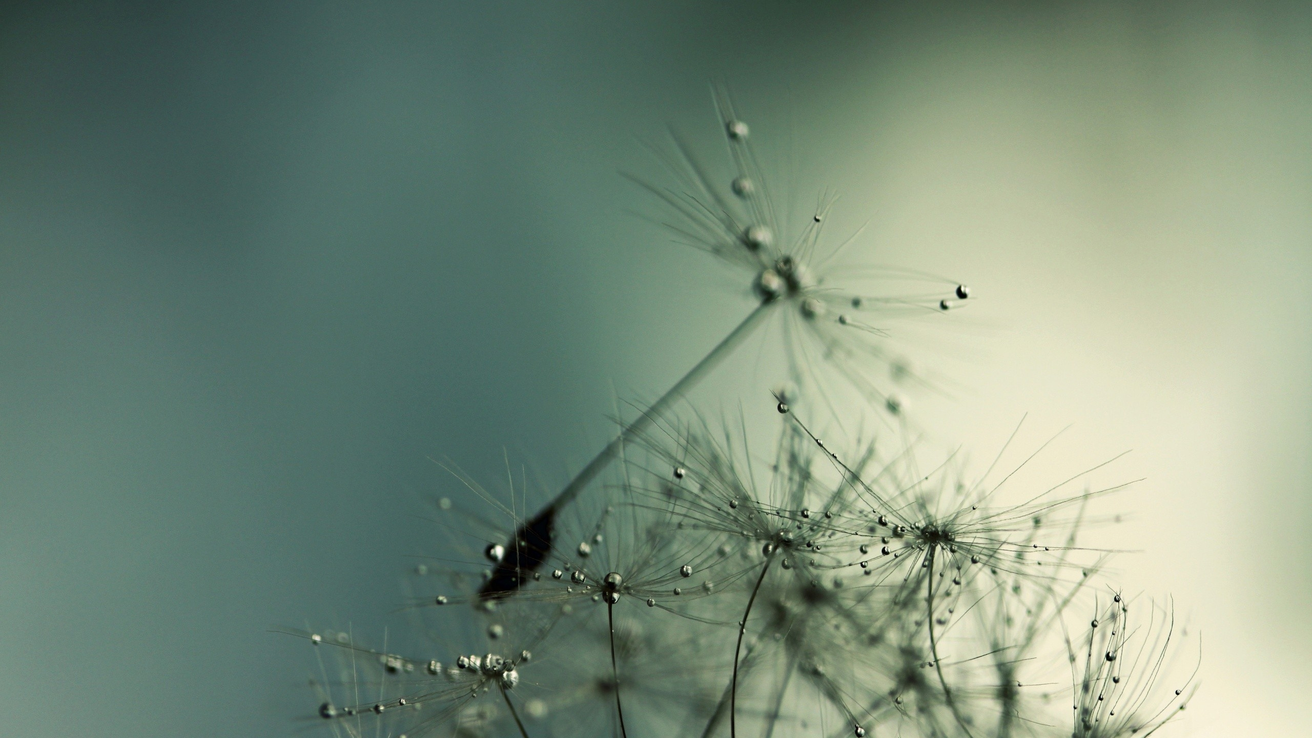 Обои вода, растение, утро, влага, макросъемка в разрешении 2560x1440