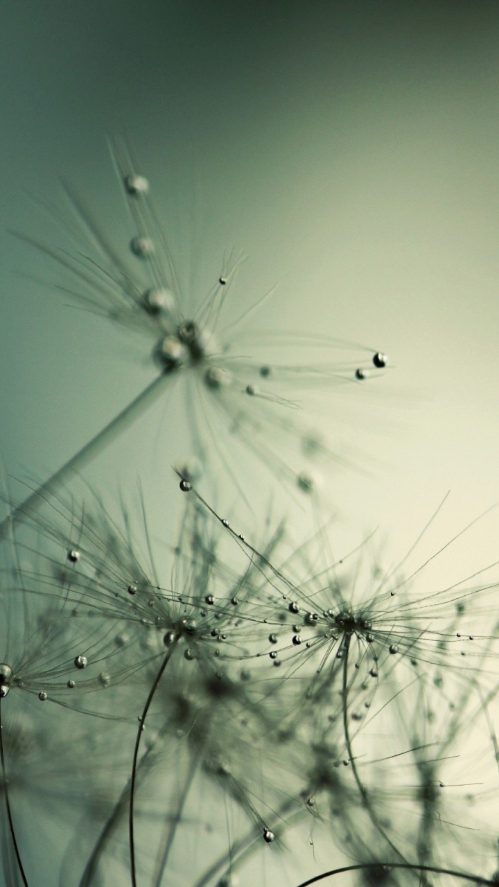 Обои вода, растение, утро, влага, макросъемка в разрешении 720x1280