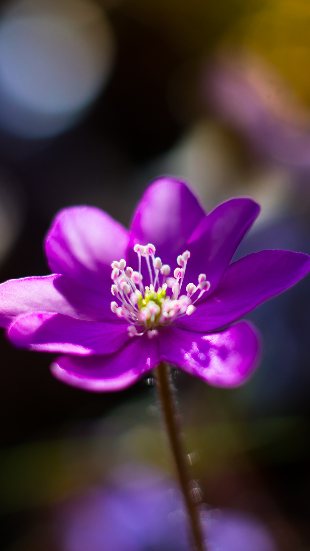 Обои цветок, цветковое растение, лепесток, Фиолетовый, пурпур в разрешении 1080x1920