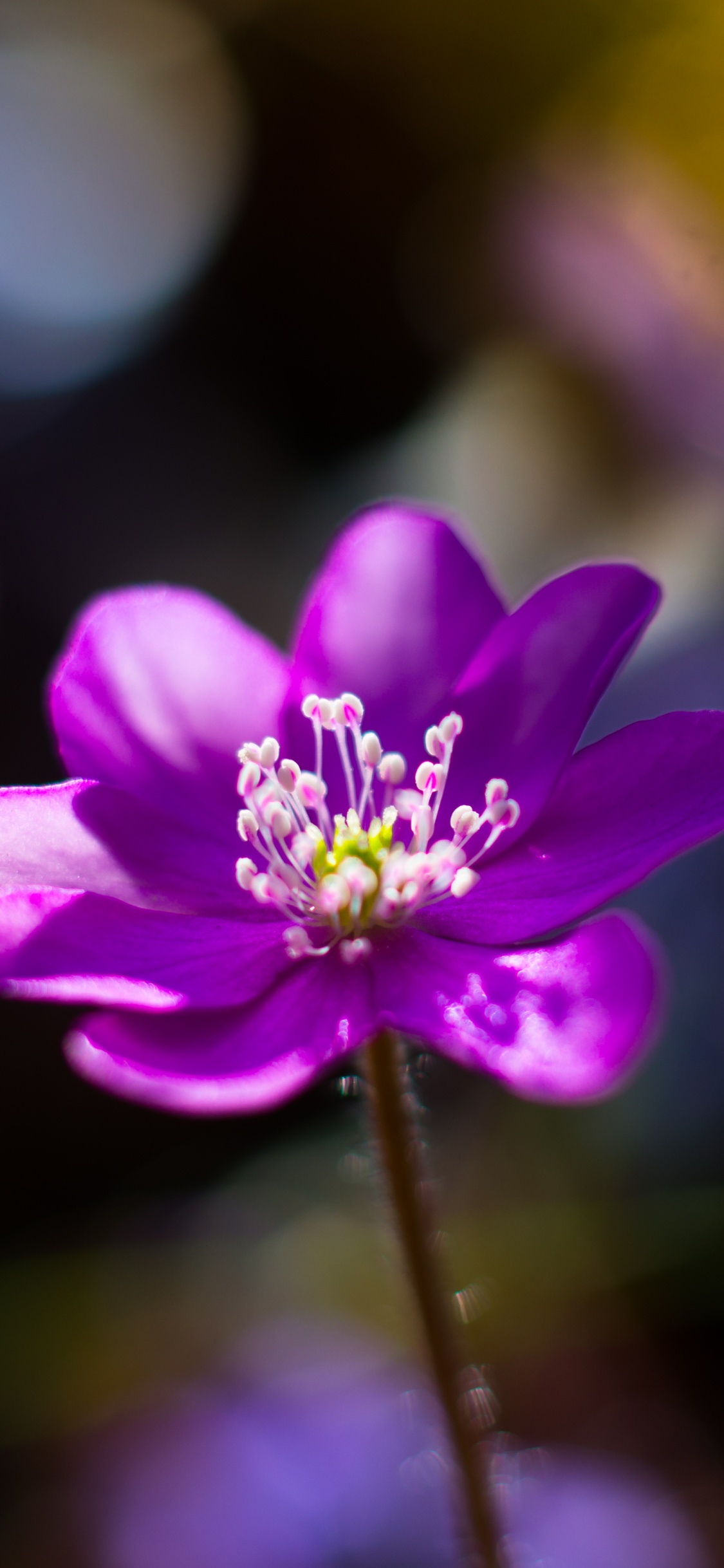 Обои цветок, цветковое растение, лепесток, Фиолетовый, пурпур в разрешении 1125x2436