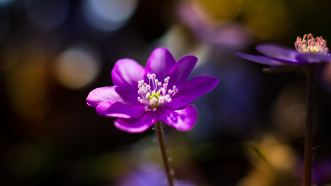 Обои цветок, цветковое растение, лепесток, Фиолетовый, пурпур в разрешении 1280x720