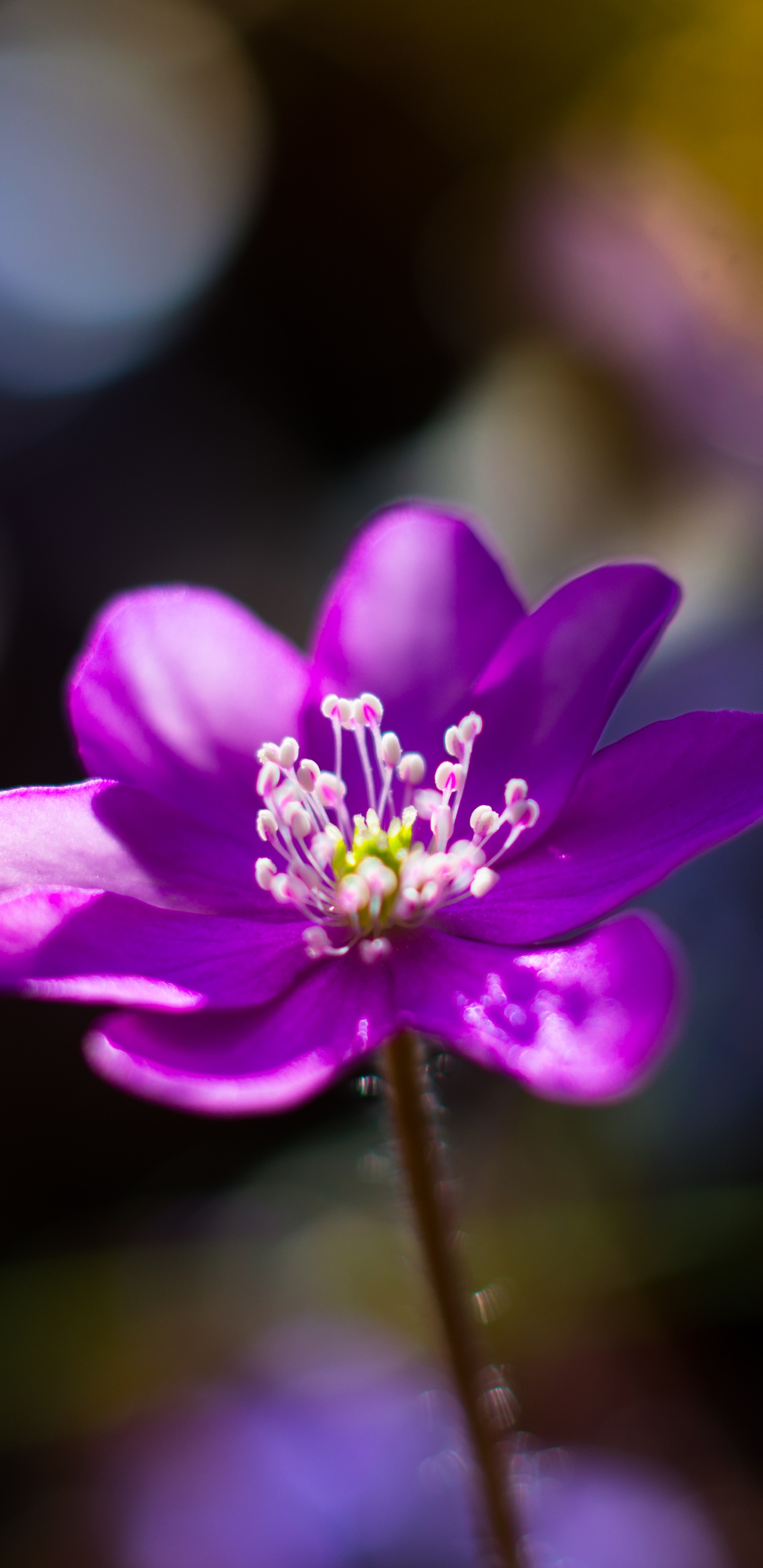 Обои цветок, цветковое растение, лепесток, Фиолетовый, пурпур в разрешении 1440x2960