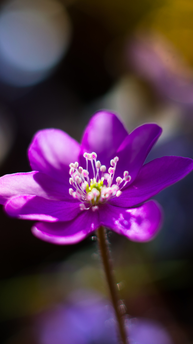 Обои цветок, цветковое растение, лепесток, Фиолетовый, пурпур в разрешении 750x1334