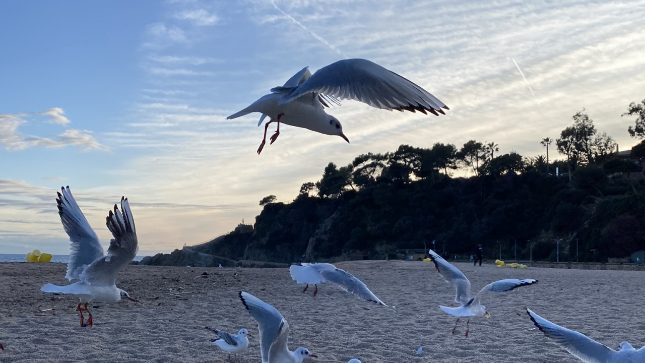 Обои вода, Чайка, полет, птица, облако в разрешении 1280x720