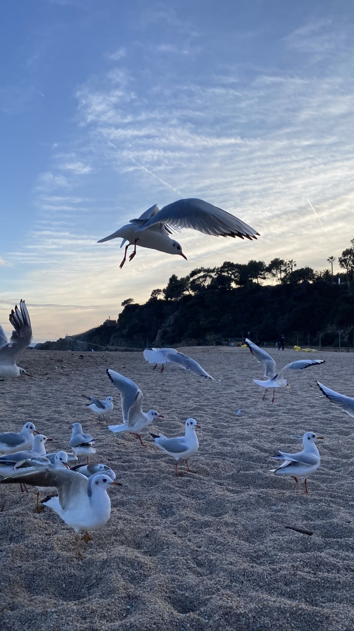 Обои вода, Чайка, полет, птица, облако в разрешении 720x1280