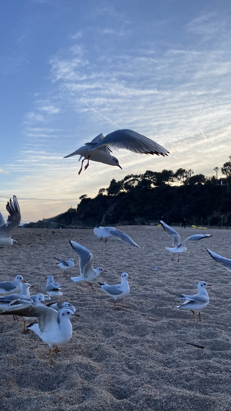 Обои вода, Чайка, полет, птица, облако в разрешении 750x1334