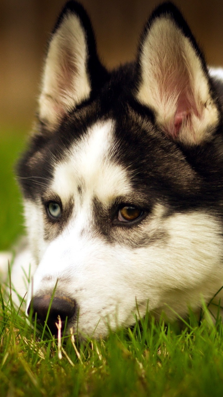 Обои щенок, хаски, собака породы, Сахалинская хаски, аляскинский маламут в разрешении 720x1280