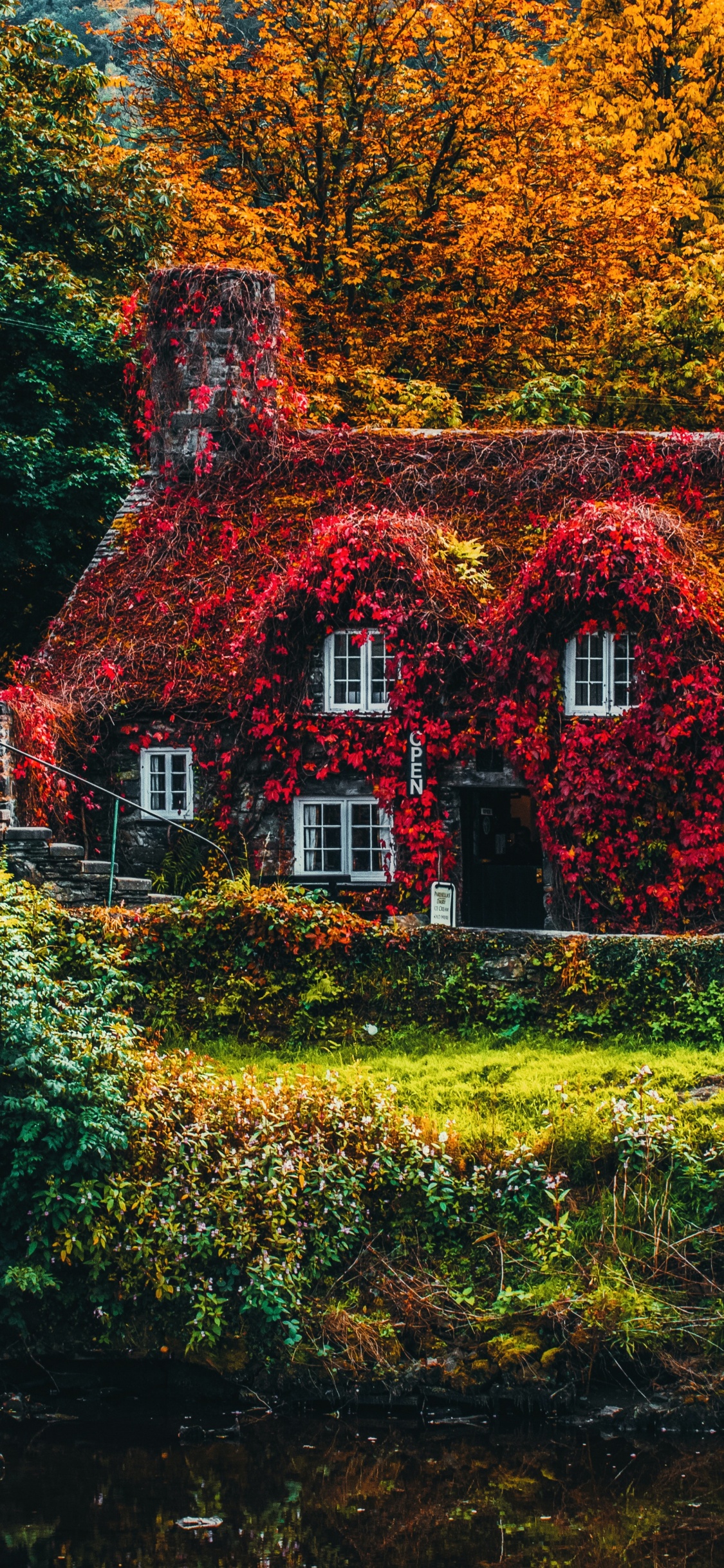 Обои осень, растение, природный ландшафт, окно, окружающая среда в разрешении 1125x2436