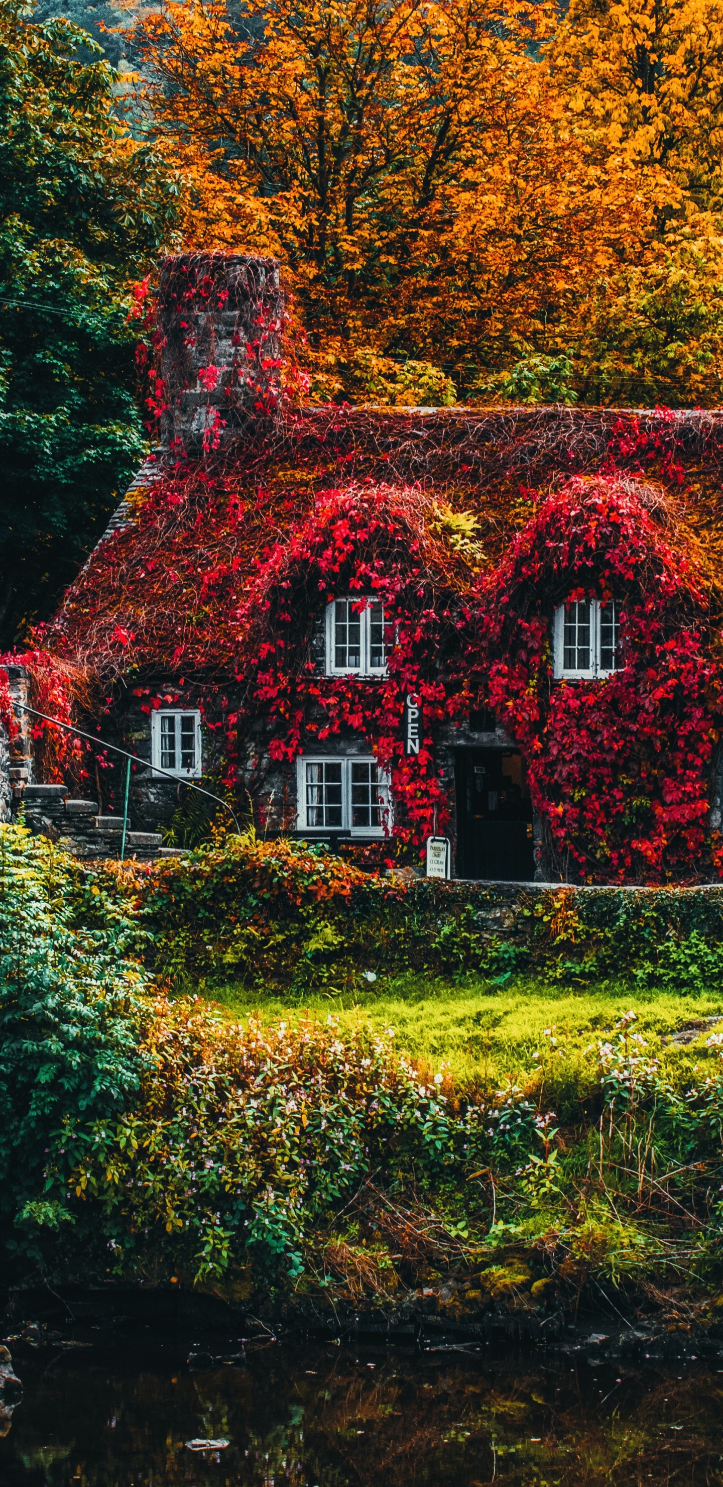 Обои осень, растение, природный ландшафт, окно, окружающая среда в разрешении 1440x2960