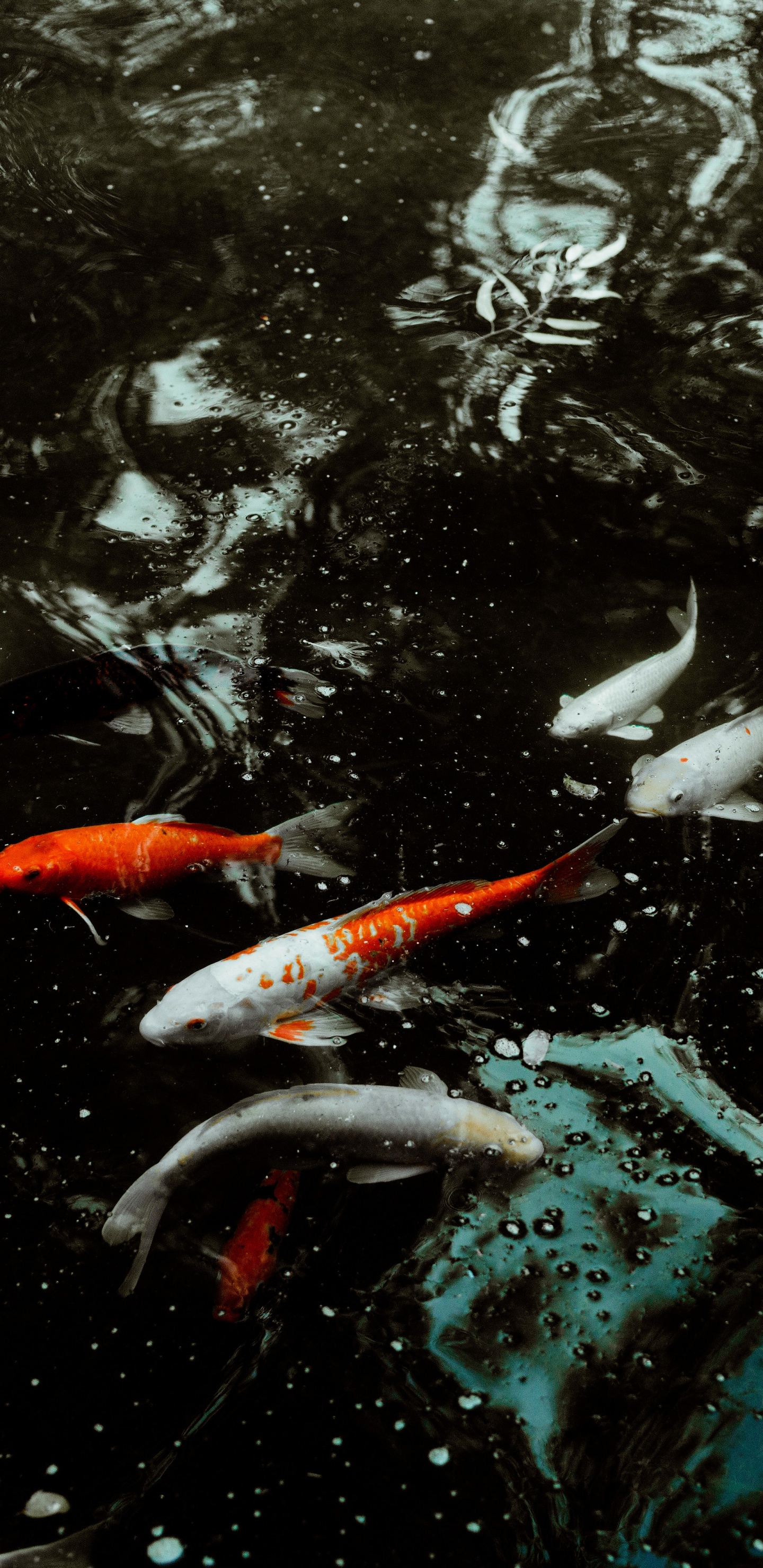 Обои Золотая рыбка, кои, рыба, вода, рыбный пруд в разрешении 1440x2960