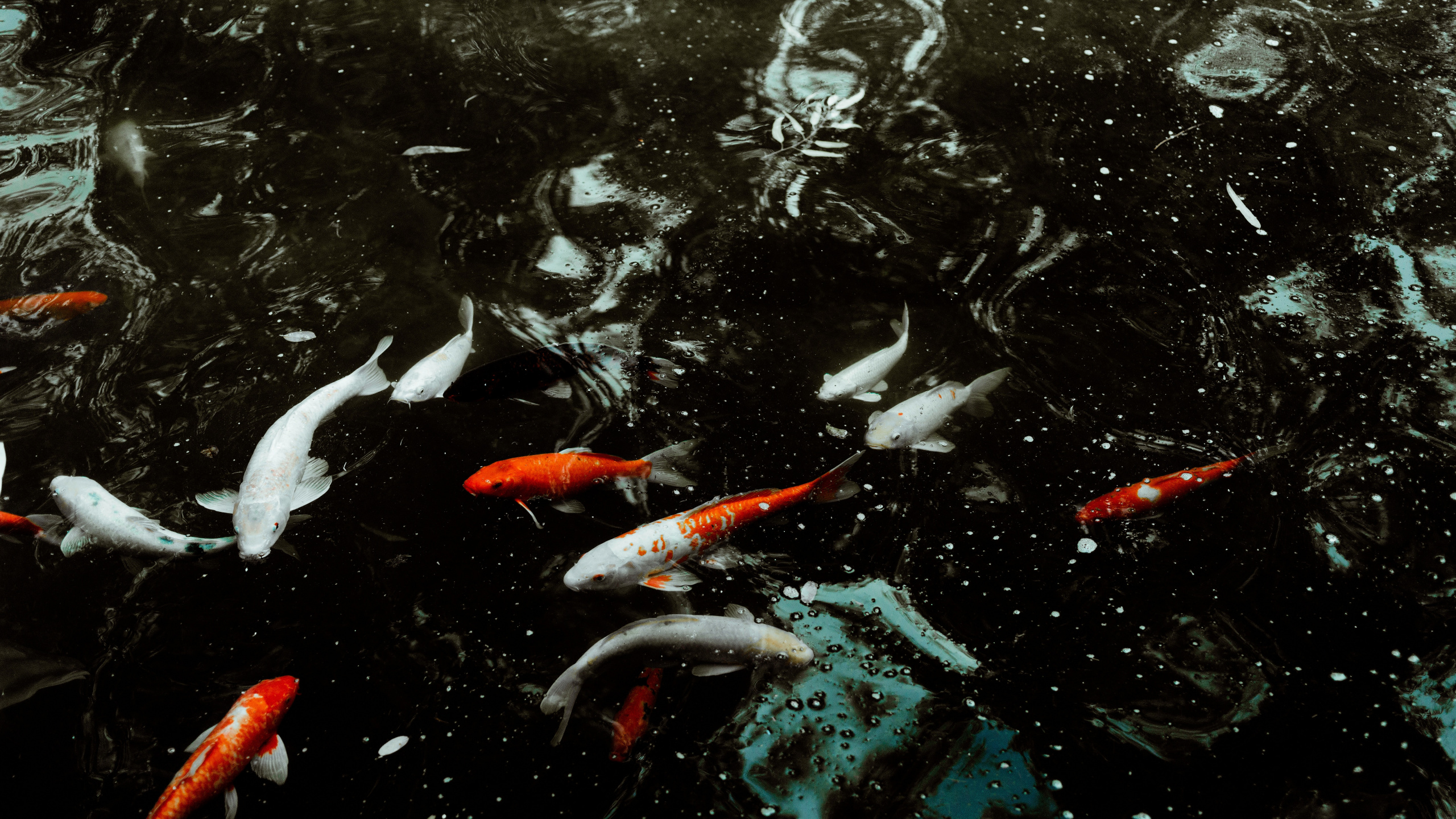 Обои Золотая рыбка, кои, рыба, вода, рыбный пруд в разрешении 2560x1440