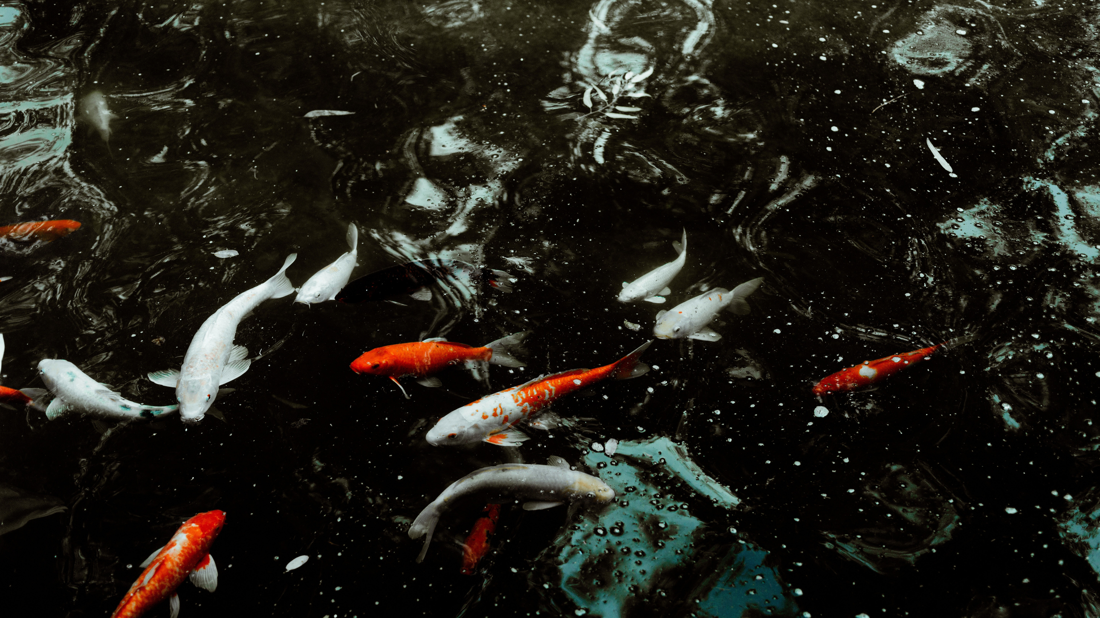 Обои Золотая рыбка, кои, рыба, вода, рыбный пруд в разрешении 3840x2160