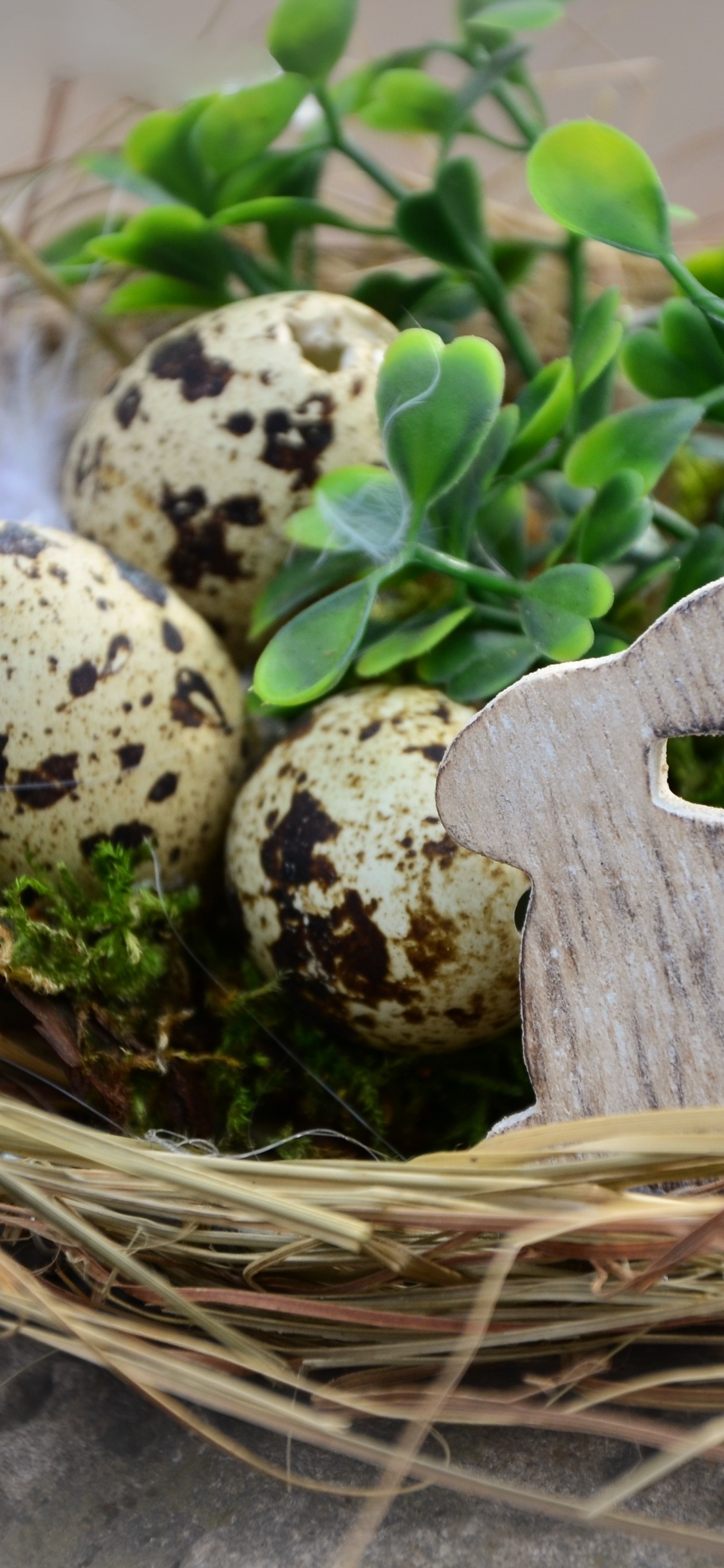 Обои пасхальное яйцо, птичье гнездо, яйцо, пасха, растение в разрешении 1125x2436