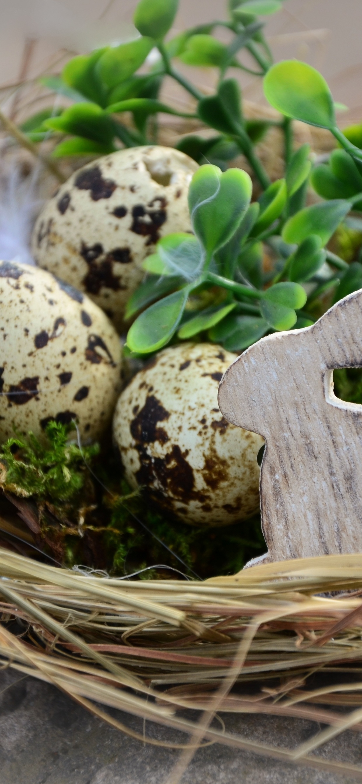 Обои пасхальное яйцо, птичье гнездо, яйцо, пасха, растение в разрешении 1242x2688