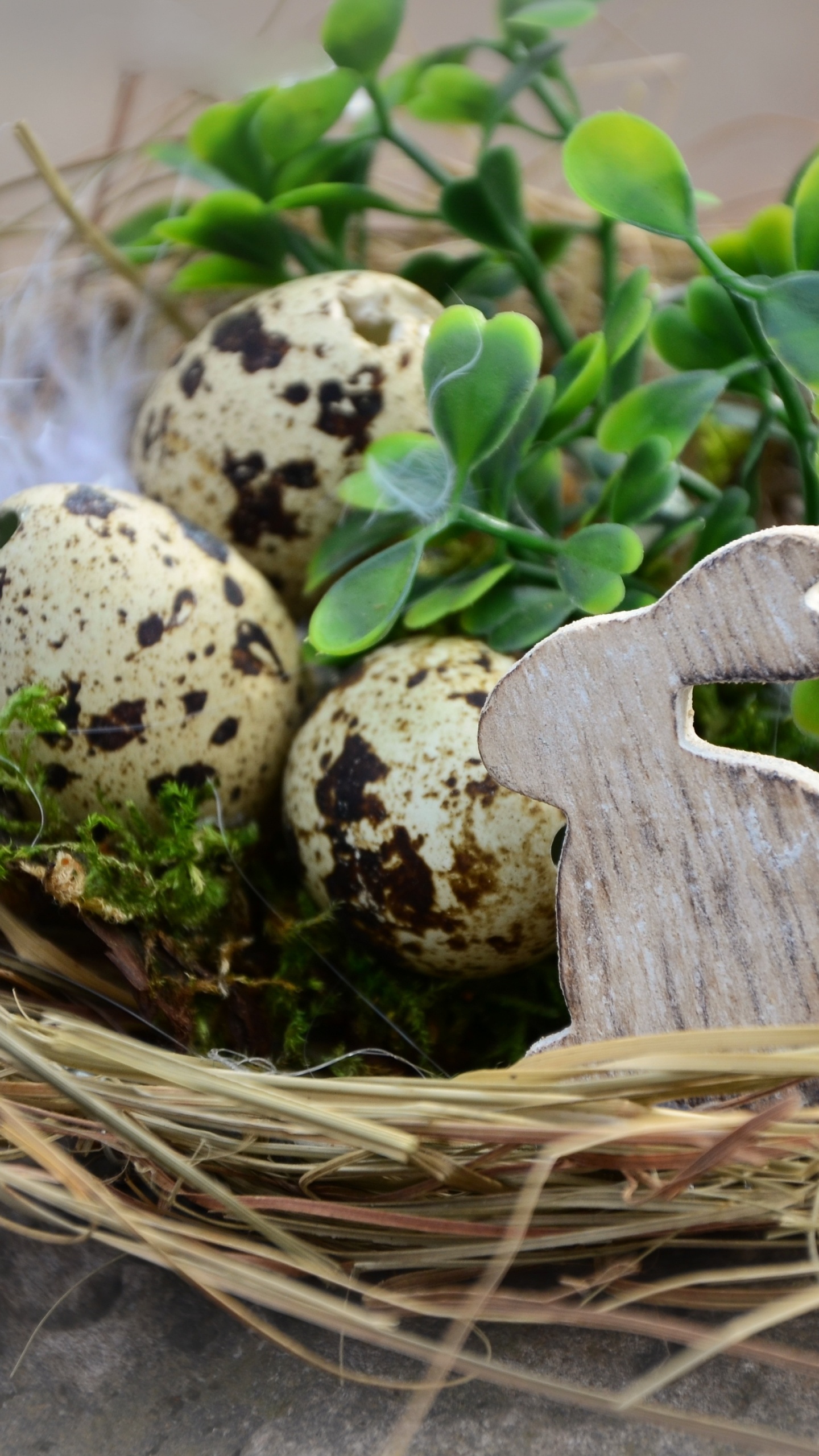 Обои пасхальное яйцо, птичье гнездо, яйцо, пасха, растение в разрешении 1440x2560