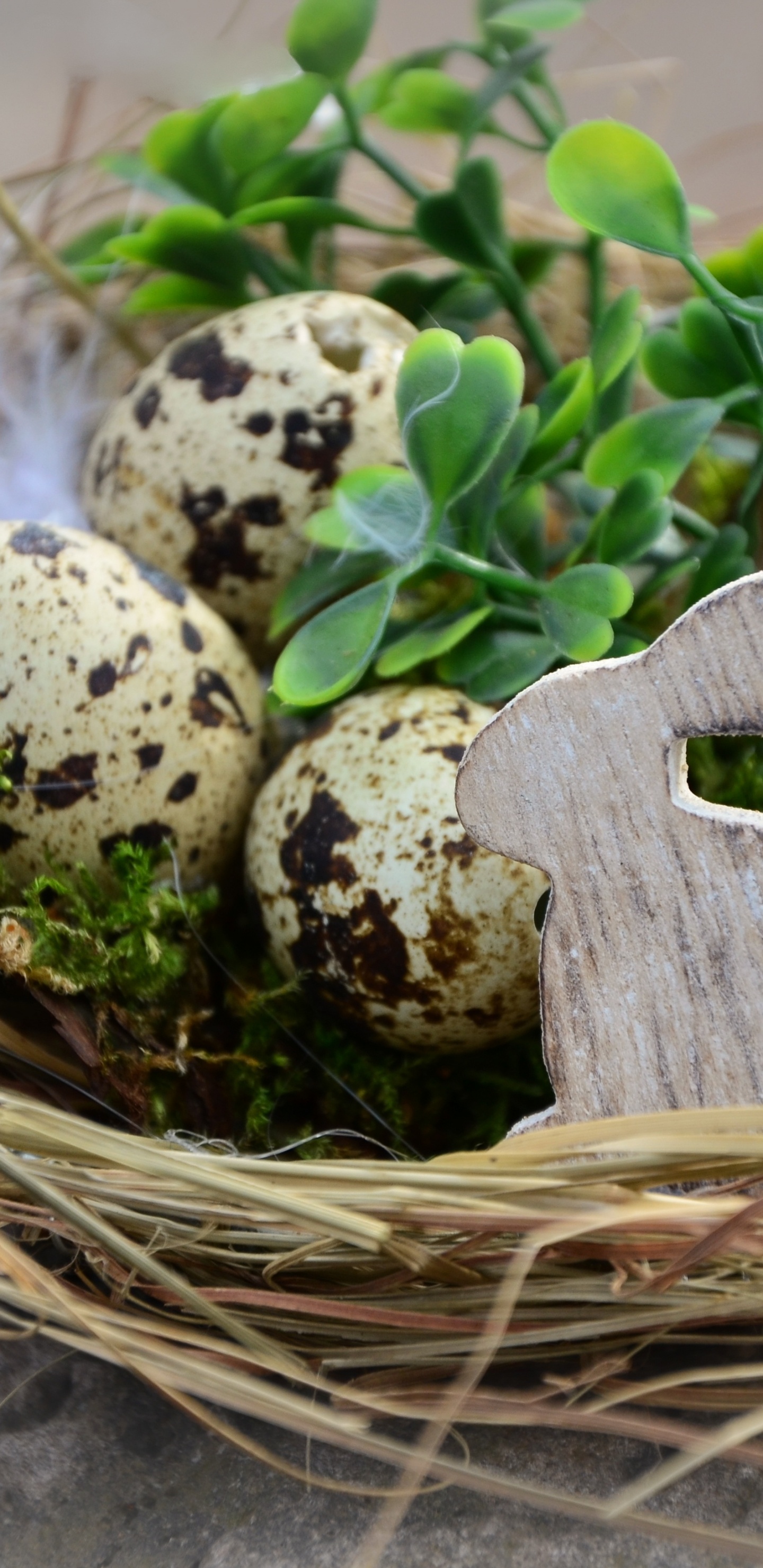 Обои пасхальное яйцо, птичье гнездо, яйцо, пасха, растение в разрешении 1440x2960