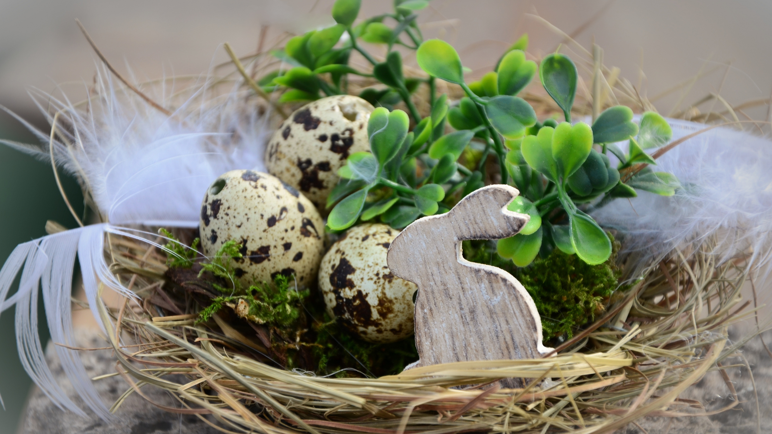 Обои пасхальное яйцо, птичье гнездо, яйцо, пасха, растение в разрешении 2560x1440