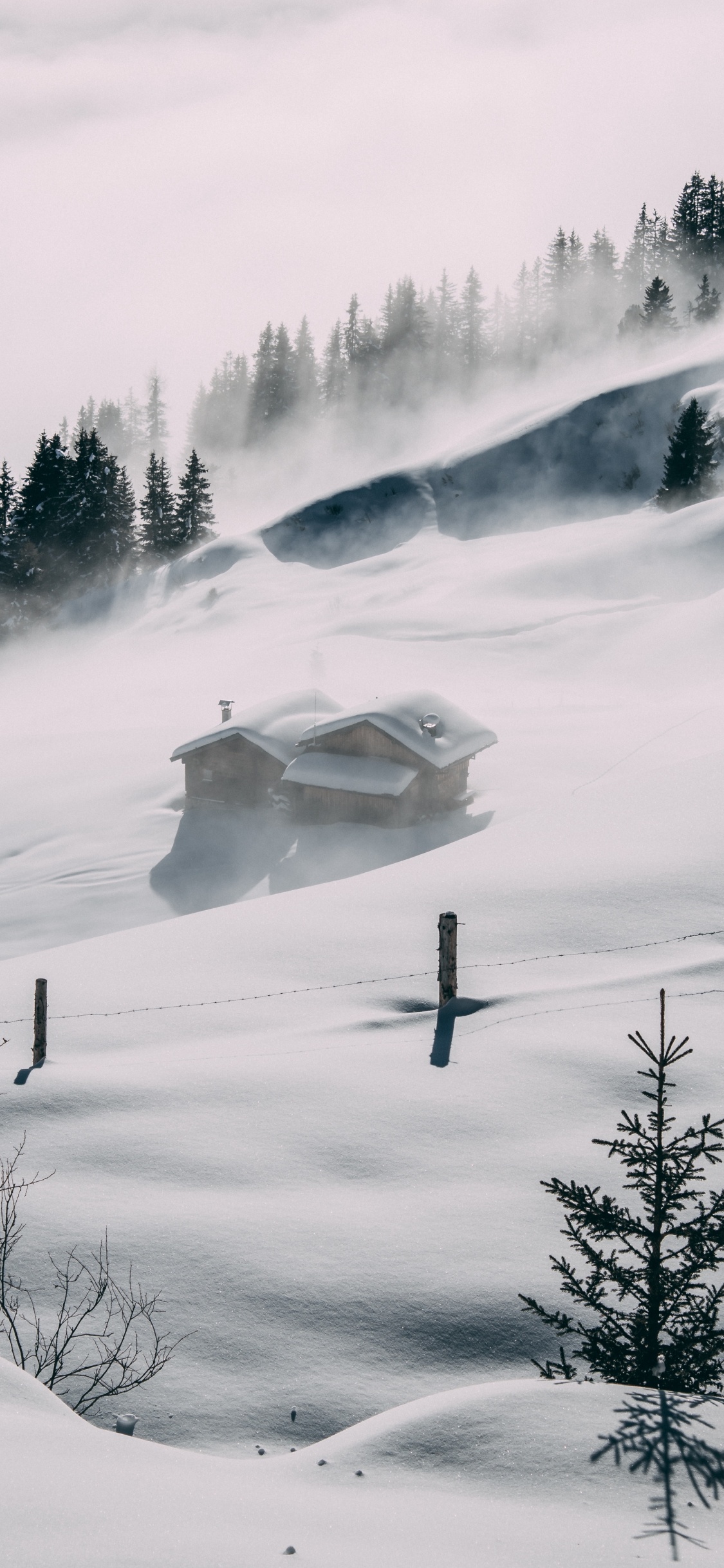 Обои снег, атмосфера, облако, растение, дерево в разрешении 1125x2436