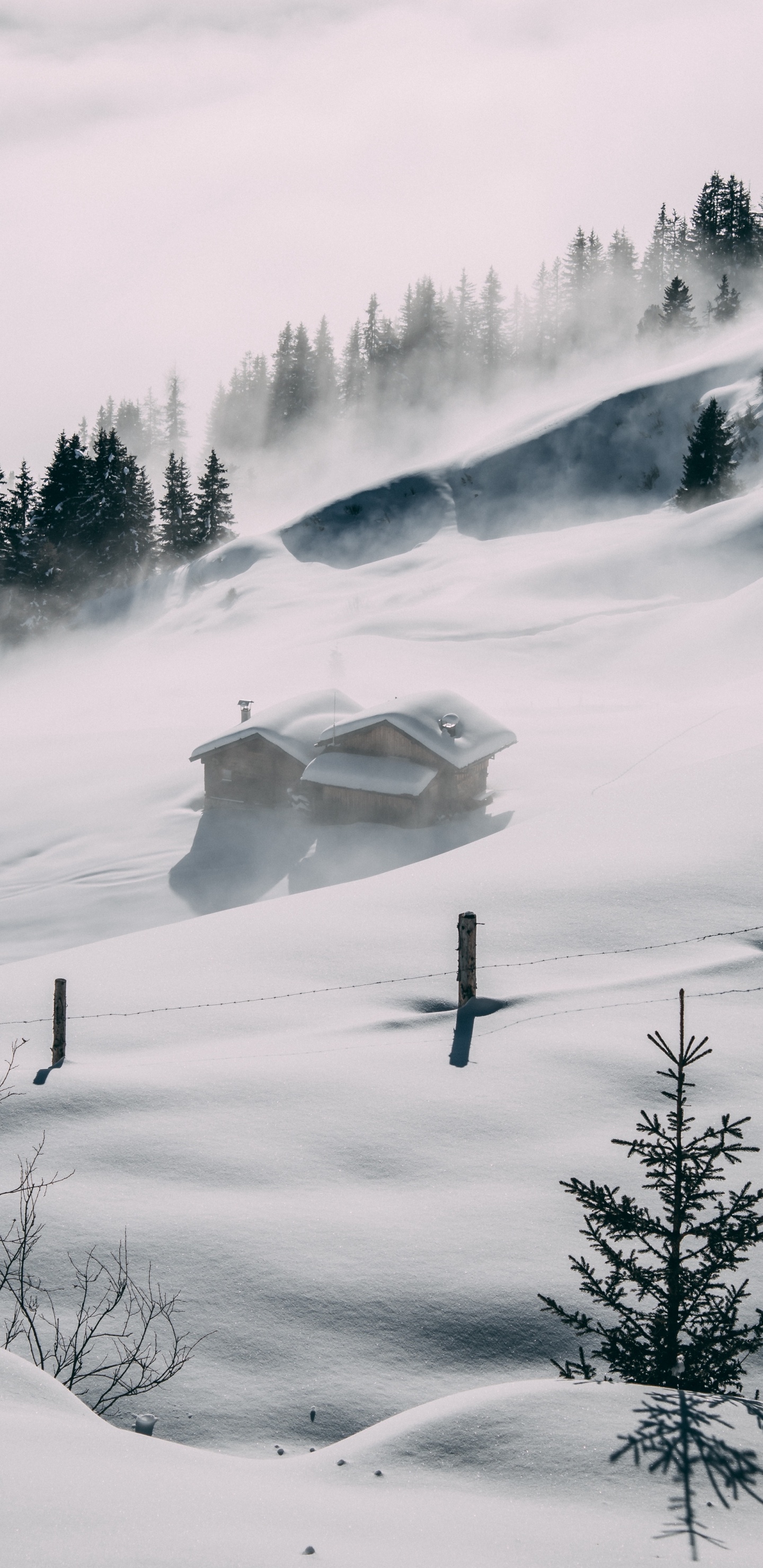 Обои снег, атмосфера, облако, растение, дерево в разрешении 1440x2960