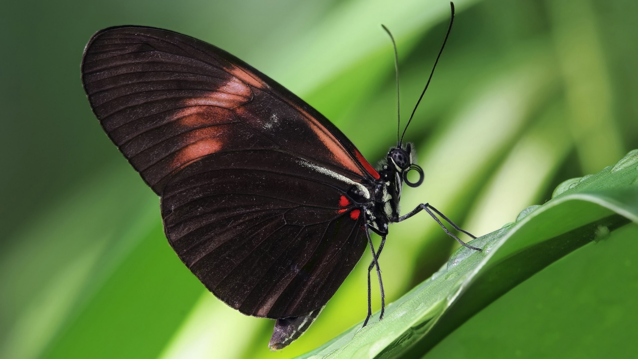 Обои мотыльки и бабочки, бабочка, насекомое, опылитель, lycaenid в разрешении 1280x720