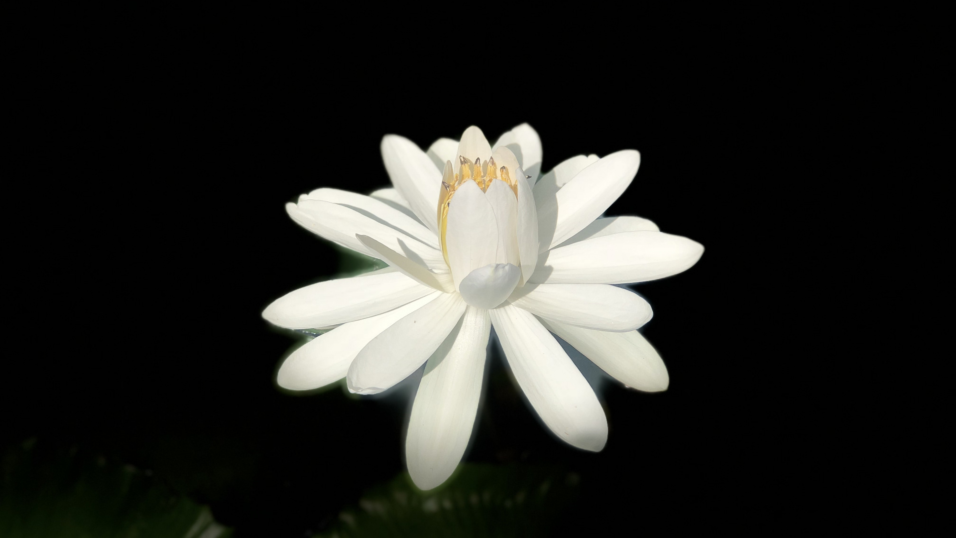 Обои лепесток, белые, цветок, растение, цветковое растение в разрешении 1920x1080
