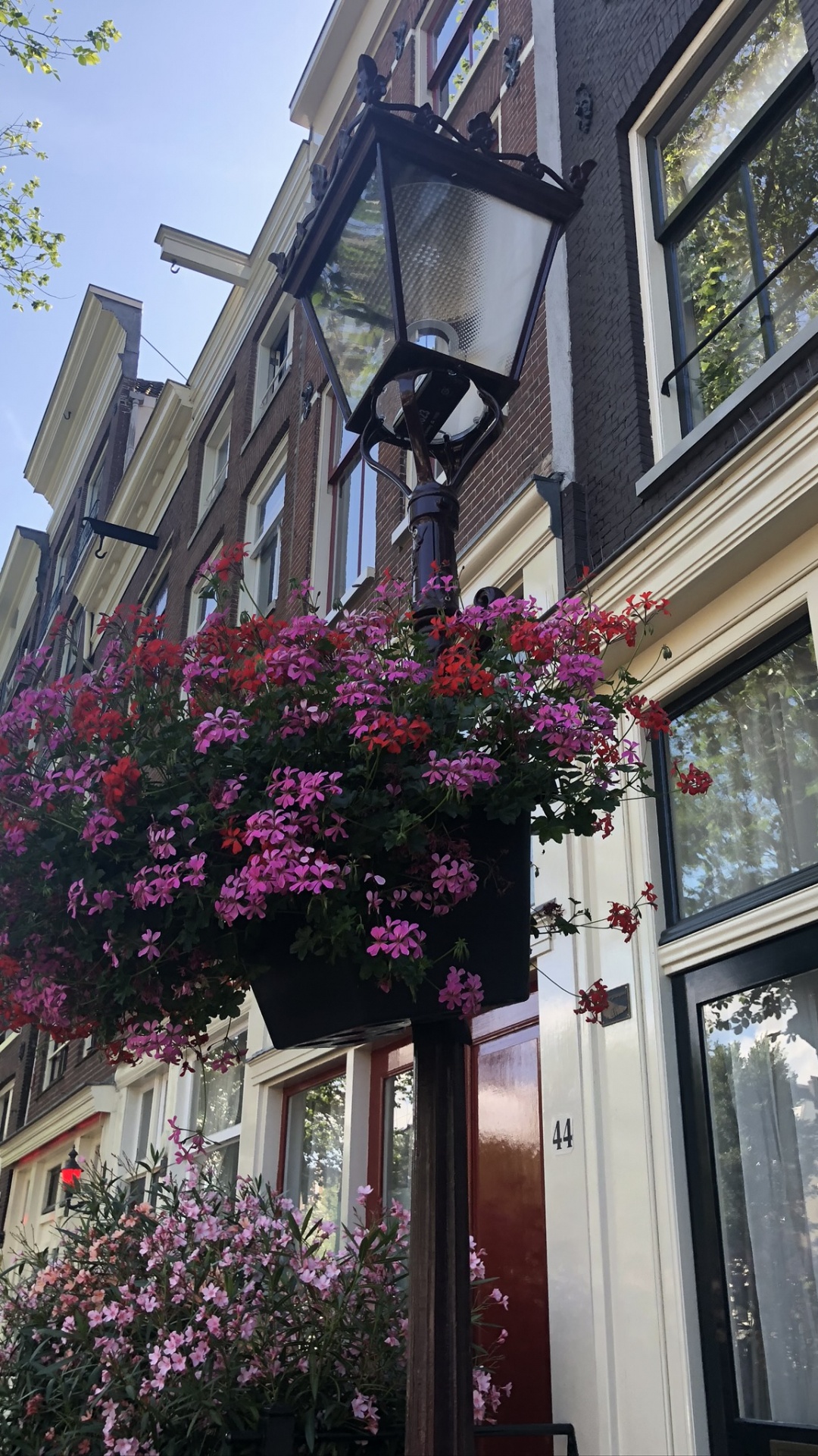 Обои цветок, пурпурный цвет, пурпур, здание, фасад в разрешении 1080x1920